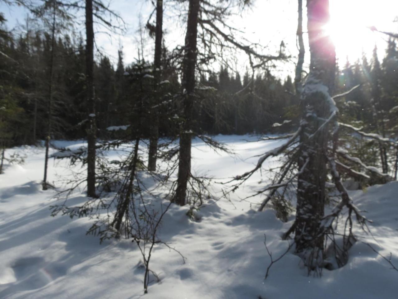 Residence Touristique Lodge Des Bois Saint-Félix-d'Otis Eksteriør bilde